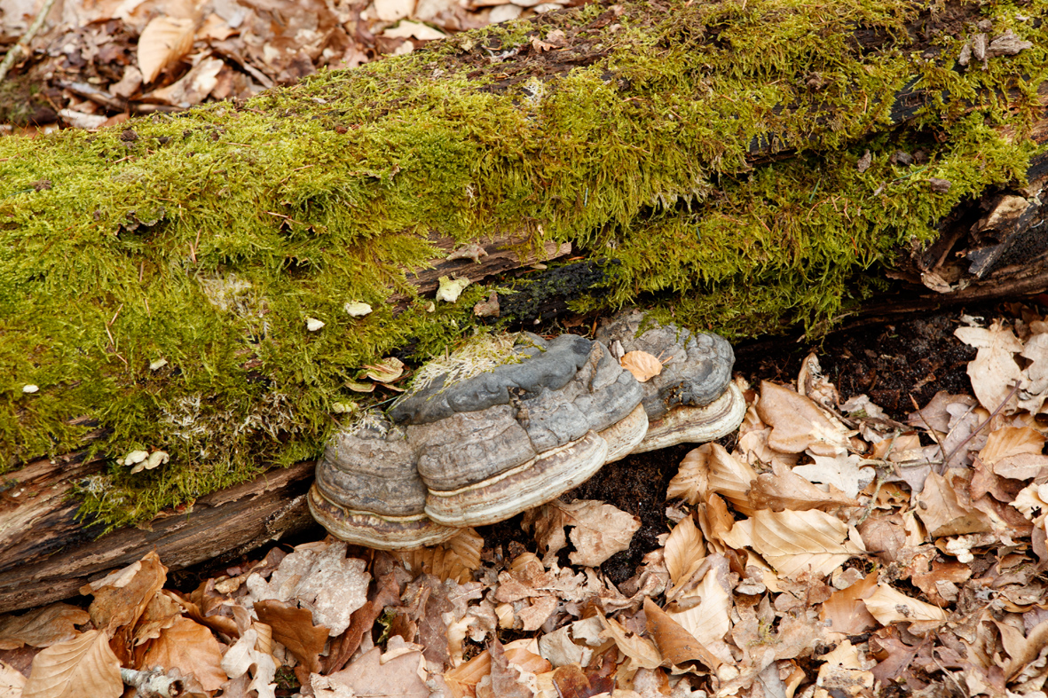 Fomes formentarius Echte Tonderzwam Tinder Fungus